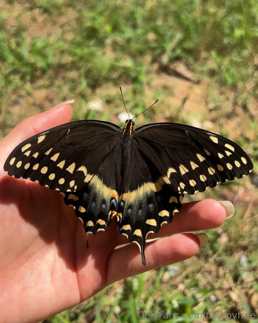 Look who hatched i ve had my eye on this chrysalis for two weeks and part 2 