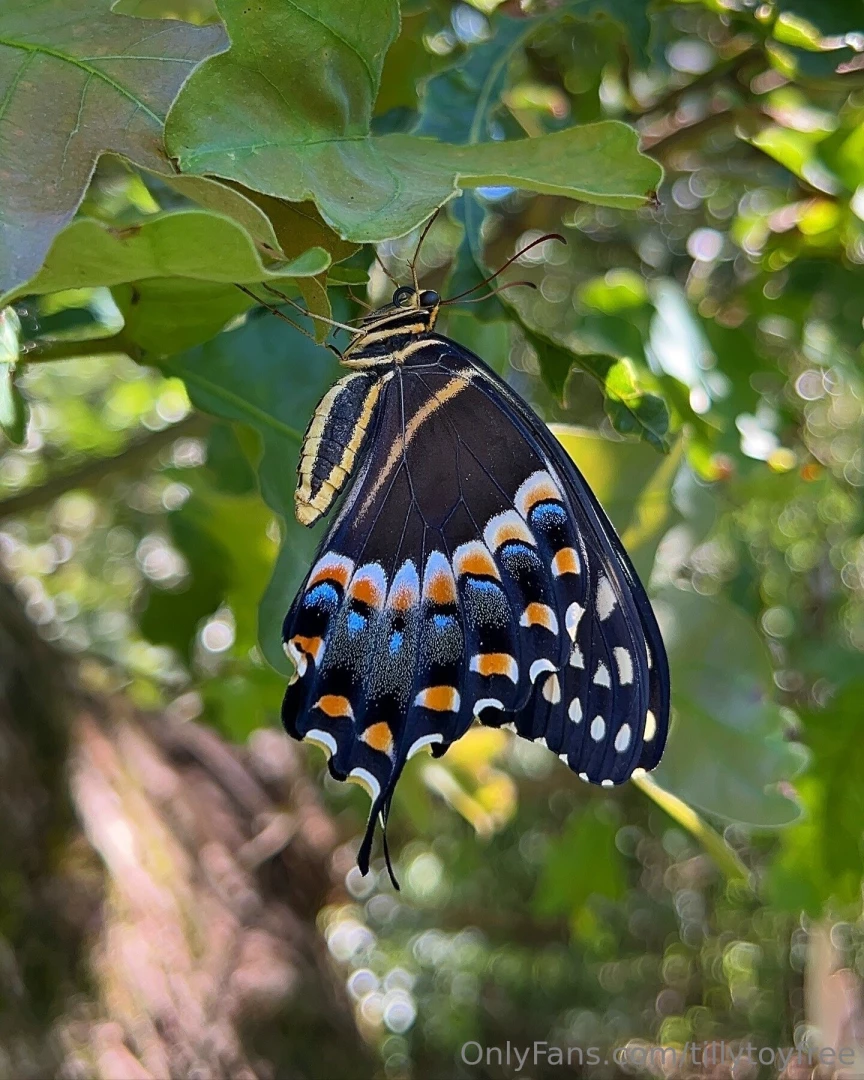 Look who hatched i ve had my eye on this chrysalis for two weeks and 