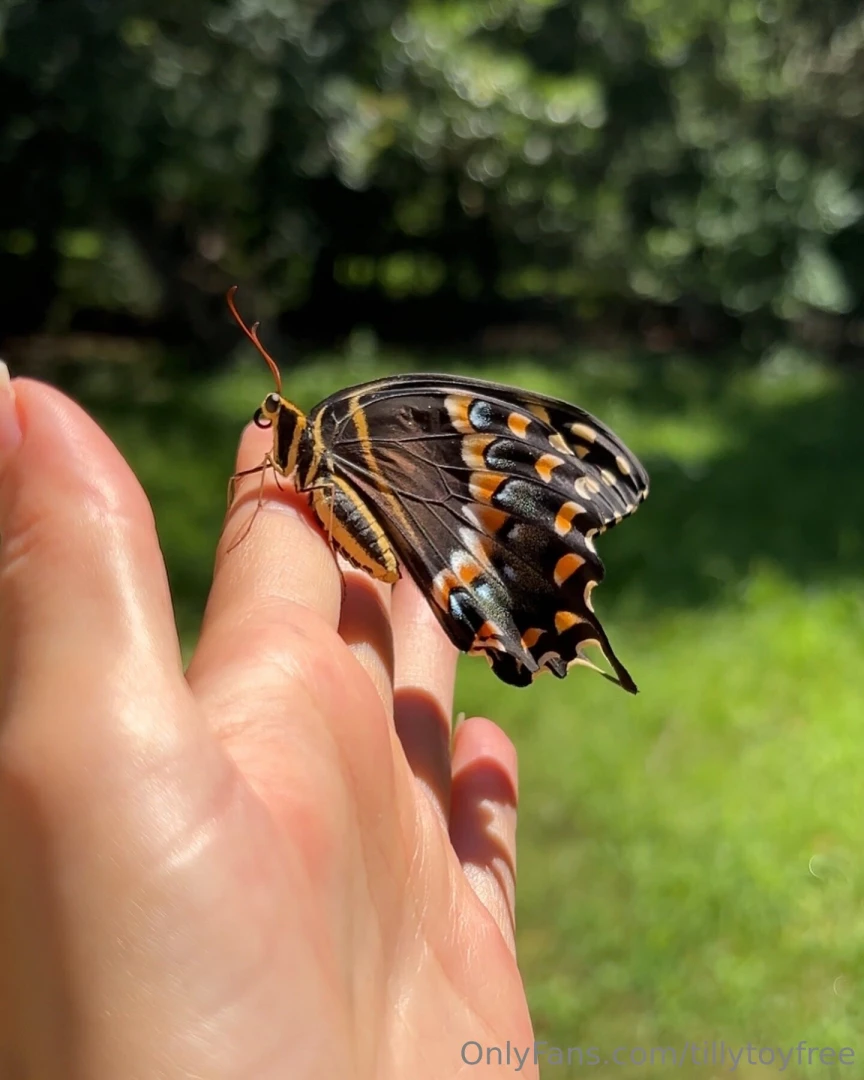 Look who hatched i ve had my eye on this chrysalis for two weeks and part 3 