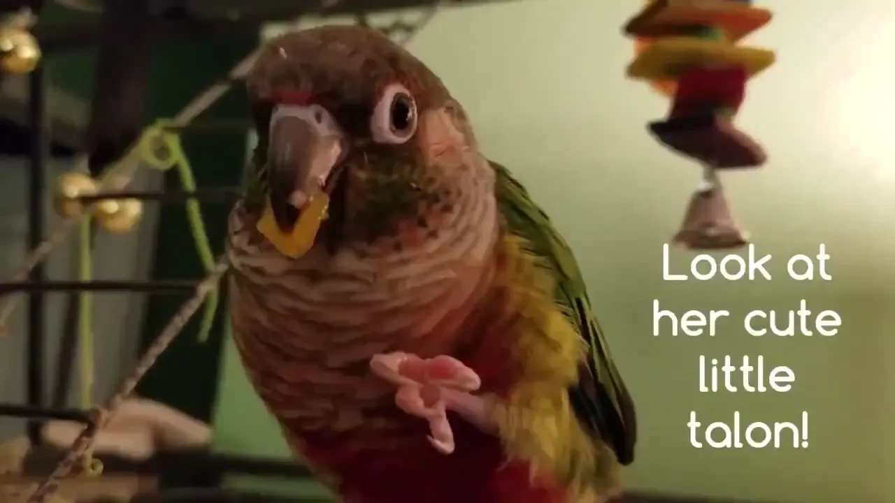 250 sfw audios amp previews to lewd audios these are all from my yt part 10 