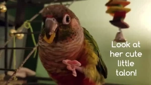 250 sfw audios amp previews to lewd audios these are all from my yt part 10