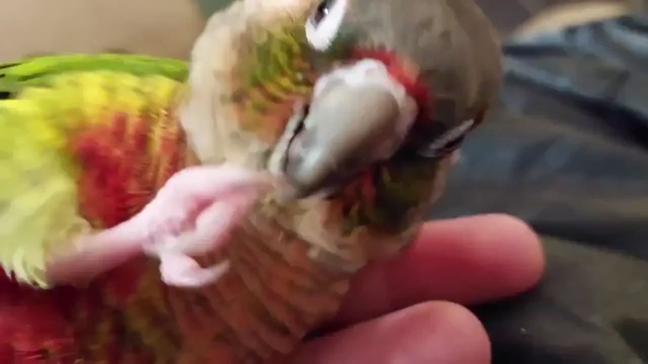 250 sfw audios amp previews to lewd audios these are all from my yt part 48 