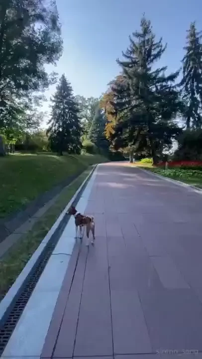 Nothing makes me happier than walking with my furry friend every day 