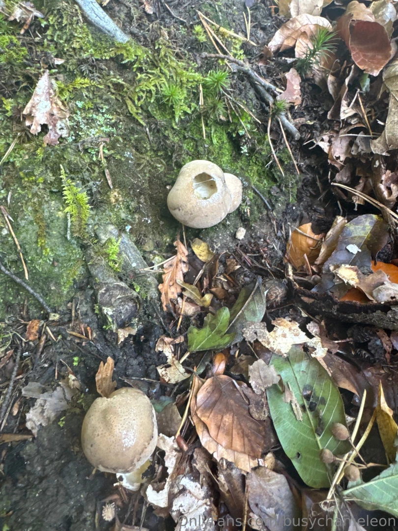 Some of my swiss alps trip hiking looking at mushrooms i absolutely 