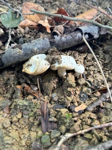 Some of my swiss alps trip hiking looking at mushrooms i absolutely part 1
