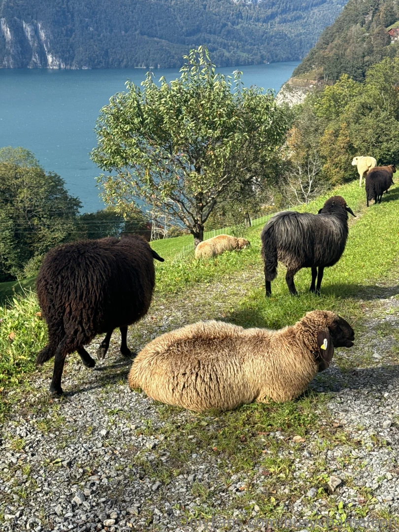 Busychameleon part 2 