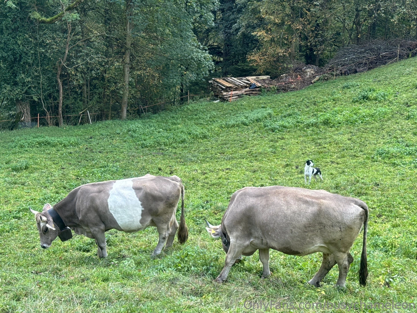 Busychameleon part 3 