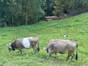 Busychameleon part 3