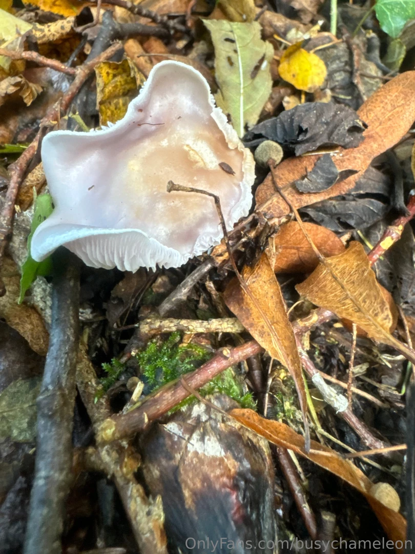 Busychameleon part 1 