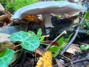 Some of my swiss alps trip hiking looking at mushrooms i absolutely part 2