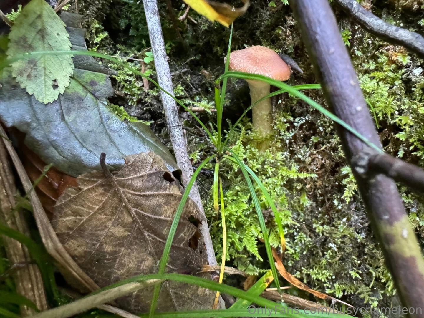 Busychameleon part 5 