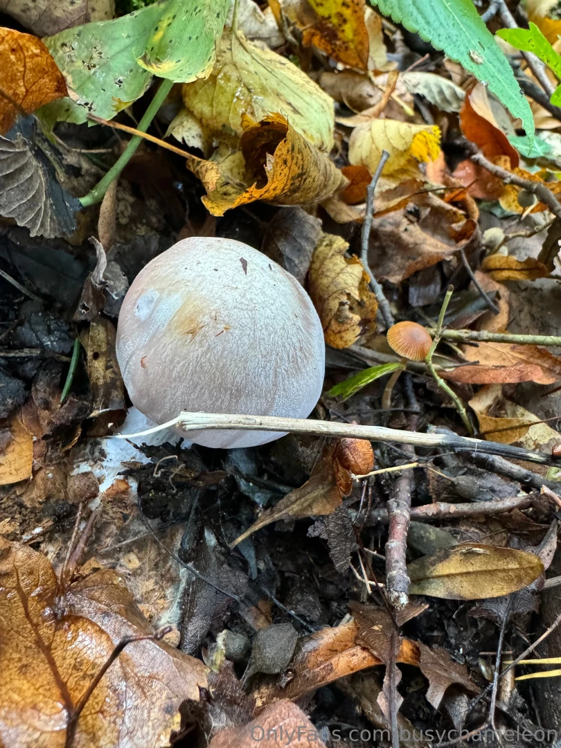 Some of my swiss alps trip hiking looking at mushrooms i absolutely part 7 