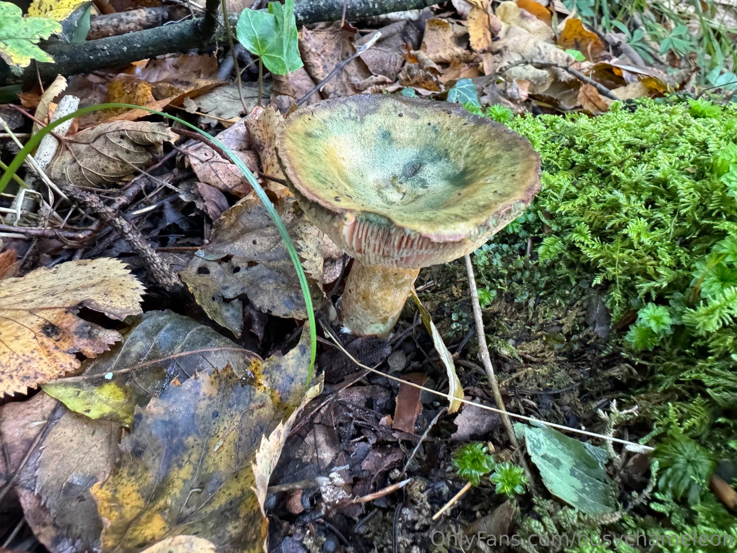 Some of my swiss alps trip hiking looking at mushrooms i absolutely part 6 