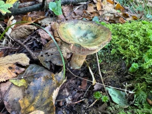 Some of my swiss alps trip hiking looking at mushrooms i absolutely part 6