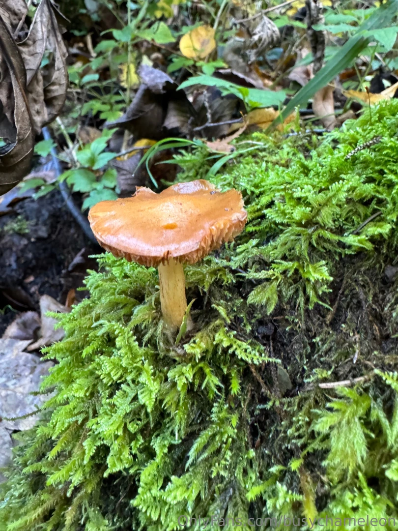 Busychameleon part 4 