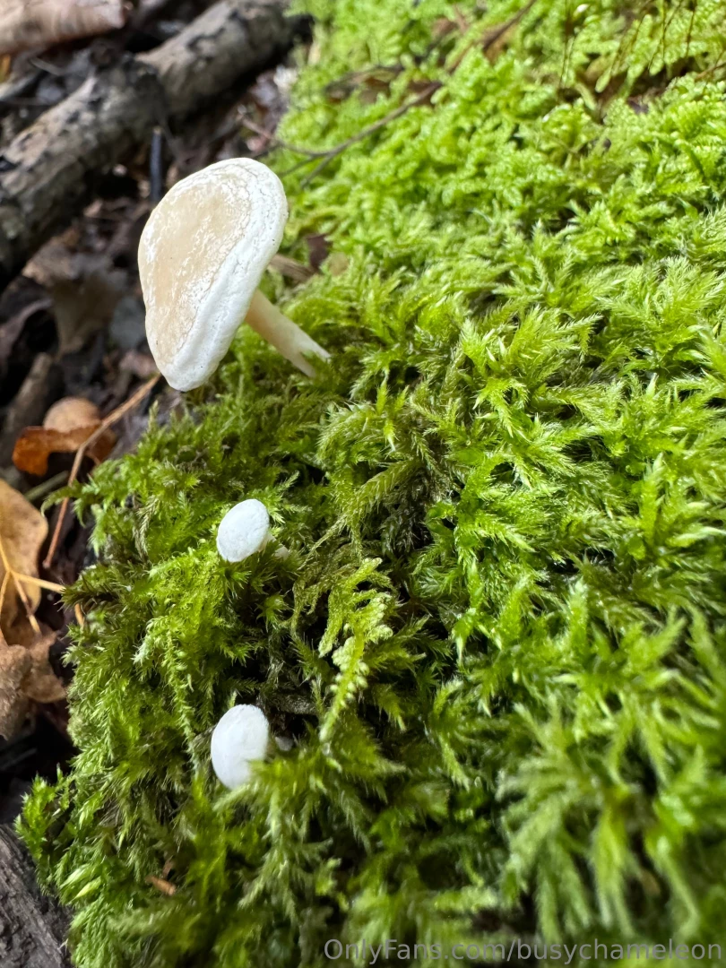 Some of my swiss alps trip hiking looking at mushrooms i absolutely part 5 