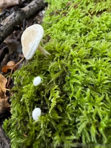 Some of my swiss alps trip hiking looking at mushrooms i absolutely part 5
