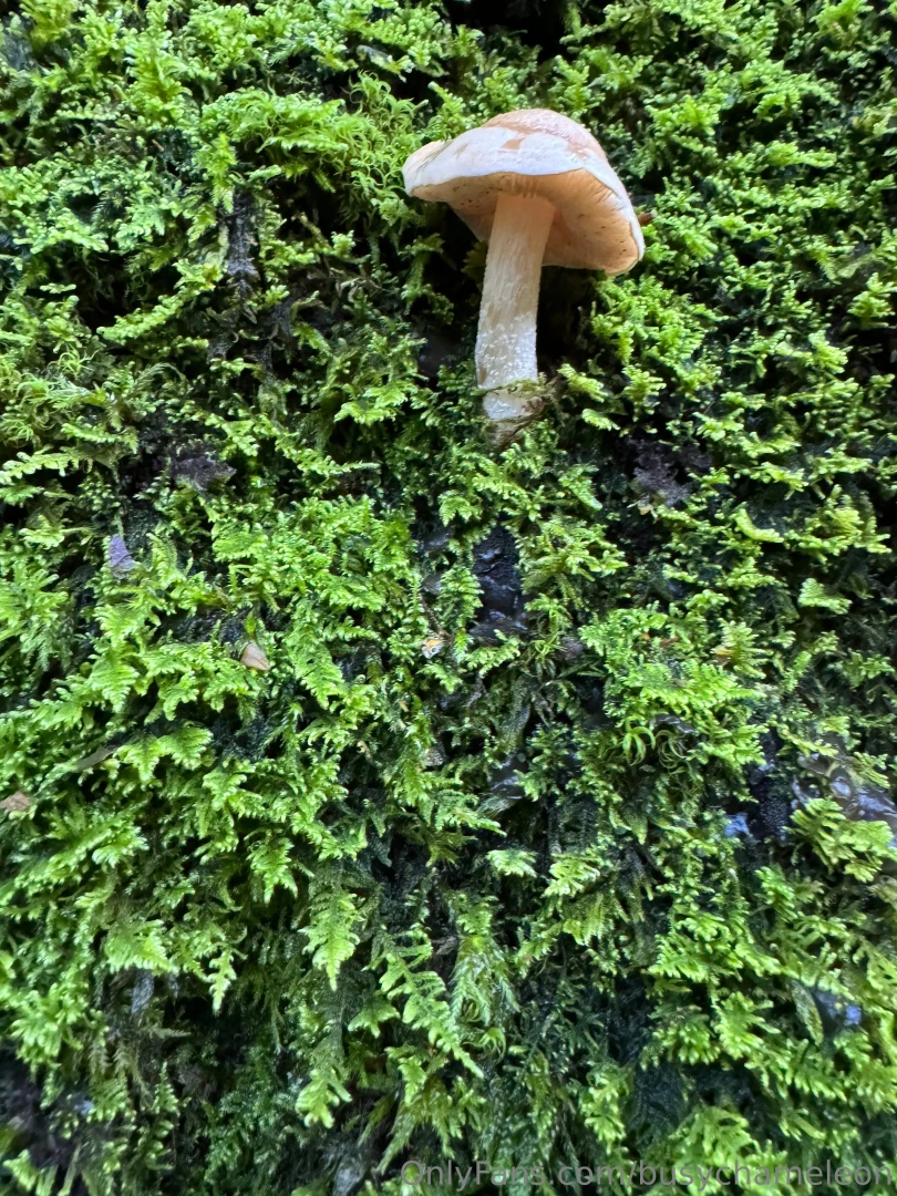 Busychameleon part 6 