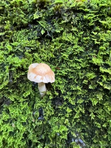 Some of my swiss alps trip hiking looking at mushrooms i absolutely part 4