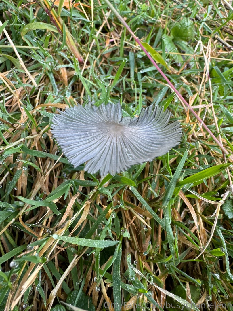Some of my swiss alps trip hiking looking at mushrooms i absolutely part 3 