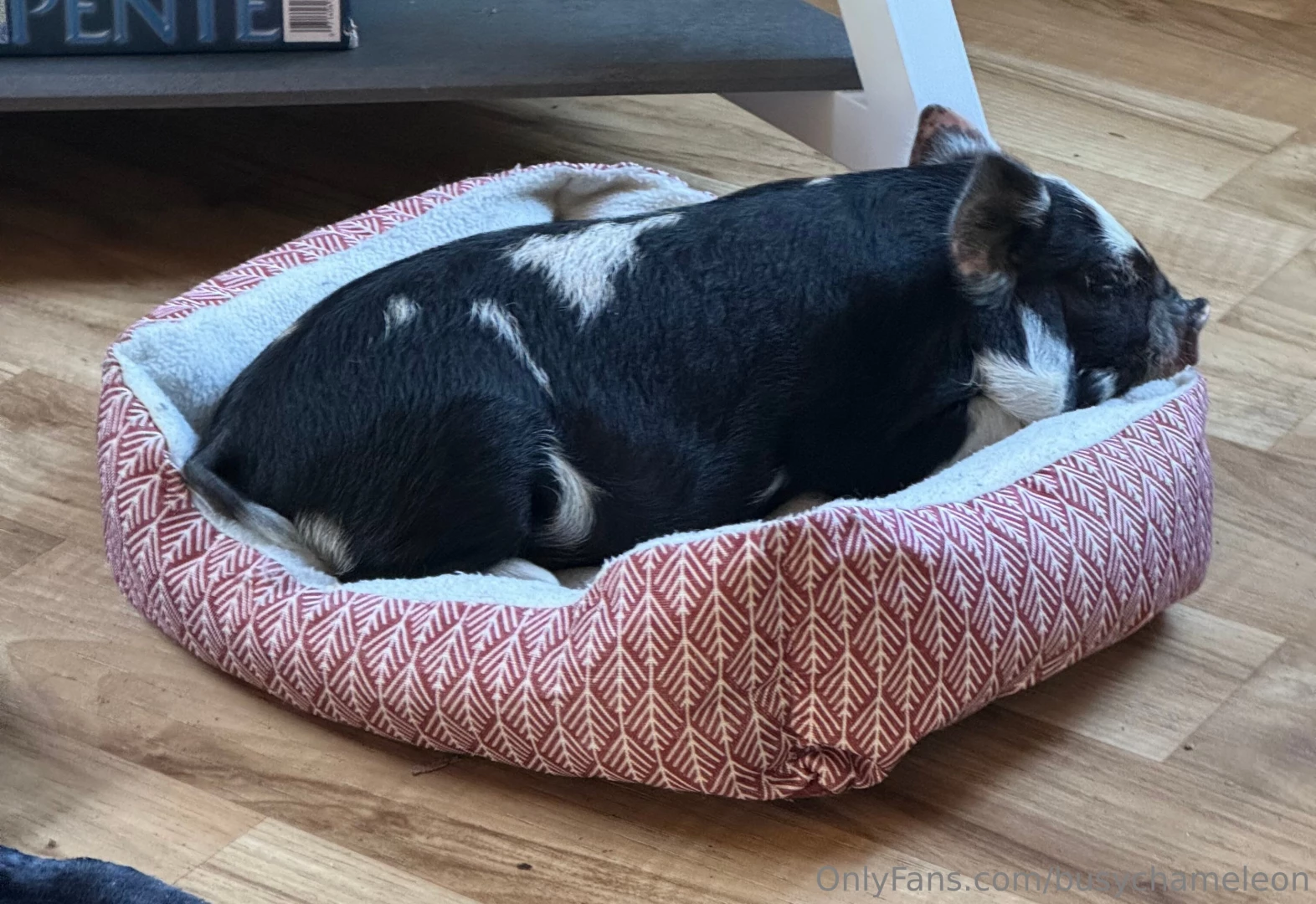 My new little truffle hunter i haven t named her yet she is very sweet 