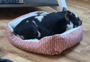 My new little truffle hunter i haven t named her yet she is very sweet