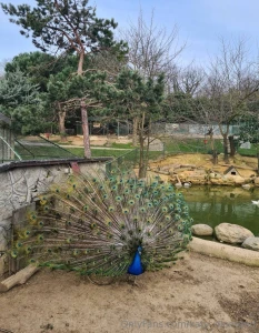 It feels so nice to visit places like the zoo sometimes today was full