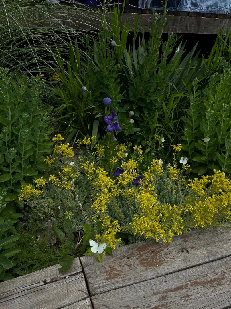 There s nothing like the simple smell of summer sunshine and just joy 