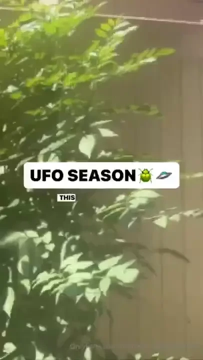 These the beetles i be talking about 