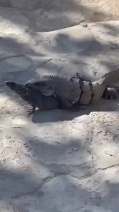 Caught these iguanas getting down