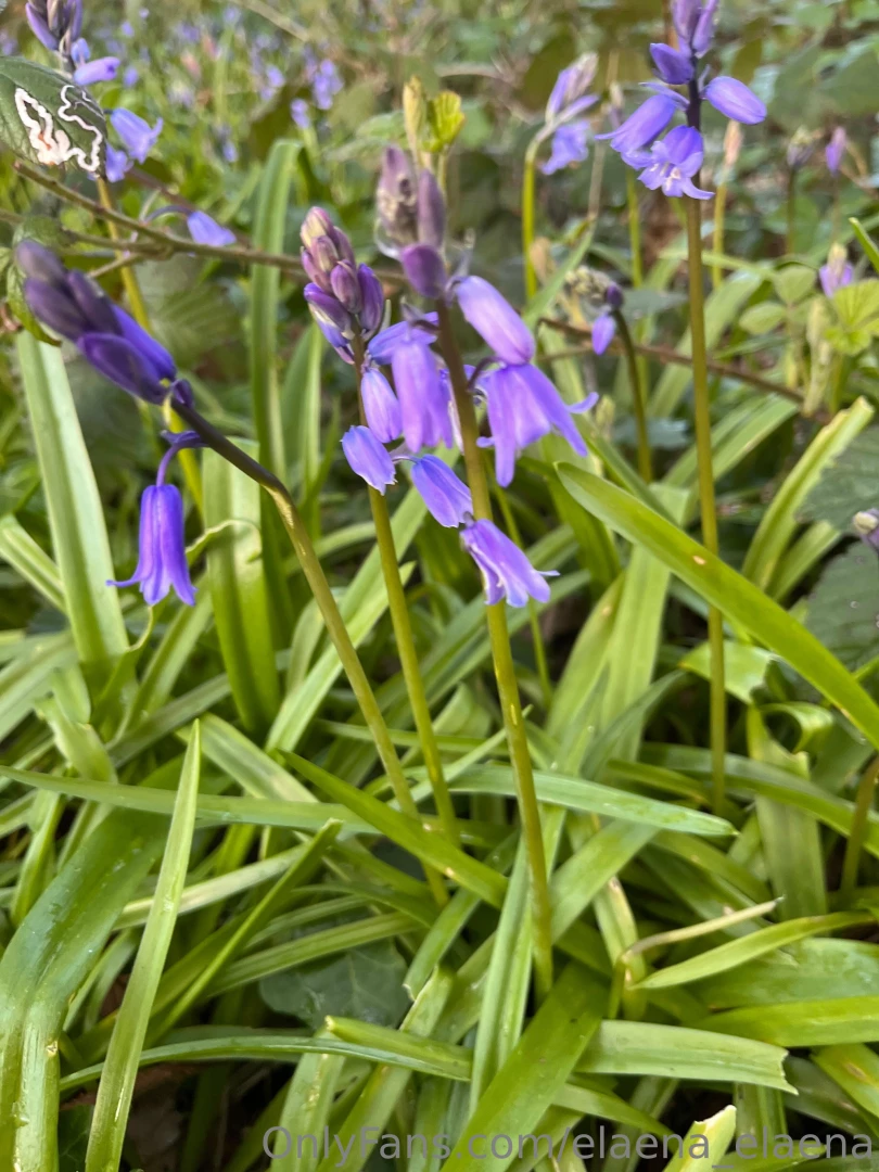 Would you come along on a lunch walk to watch me picking bluebells part 1 