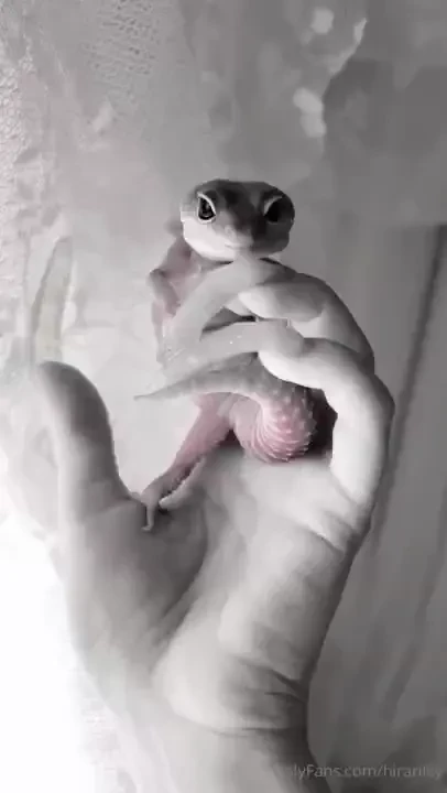 No no - gecko part 1 
