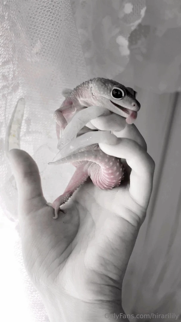 No no - gecko 