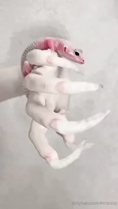 Newcomer gecko part 1 