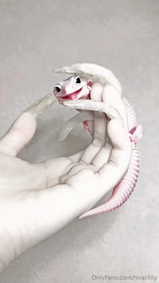 Newcomer gecko 