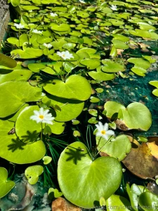 Photos from last weekend part 2