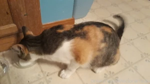 Boba vs booba know the difference it could save your life also the part 3