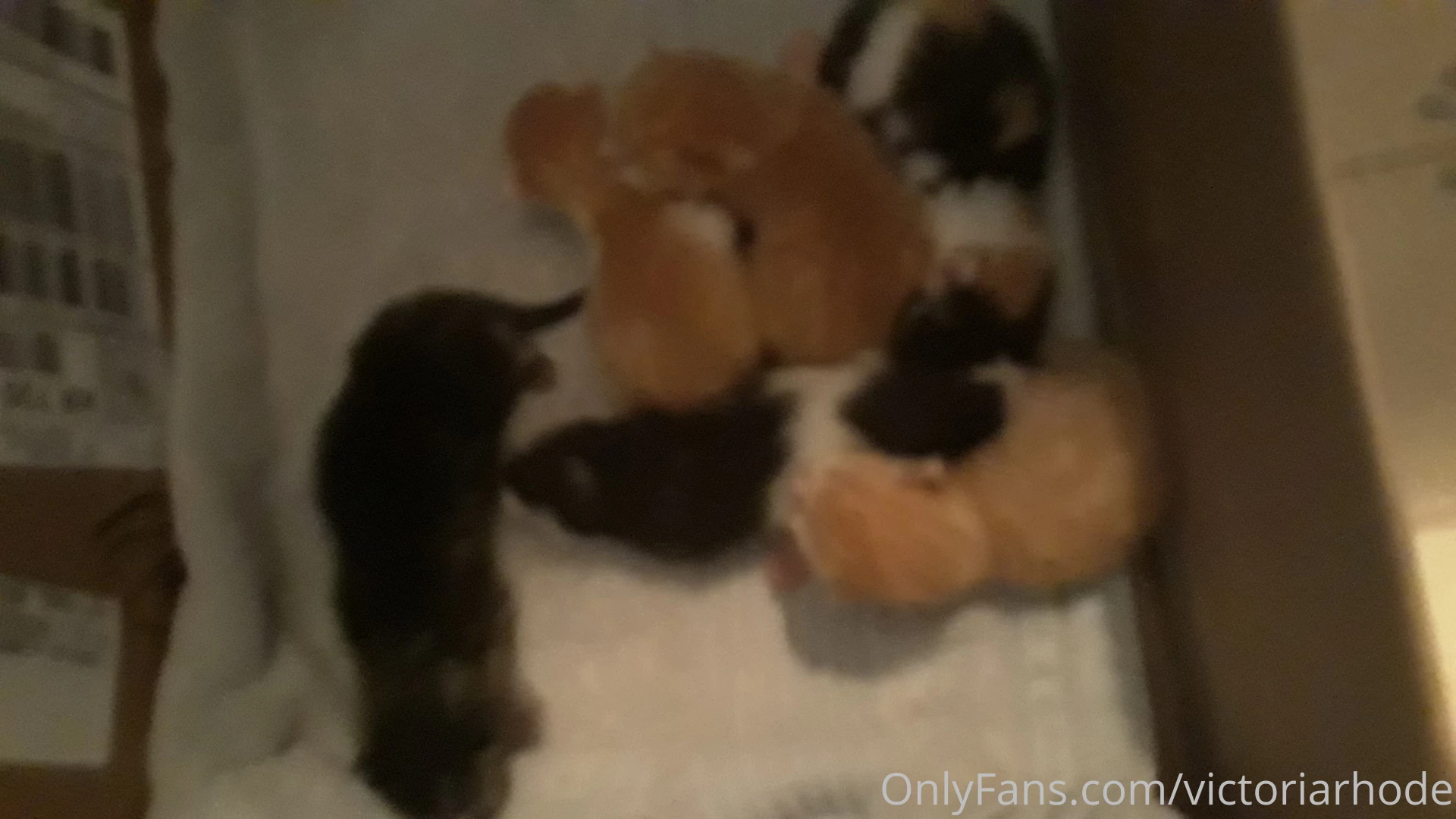 Boba vs booba know the difference it could save your life also the 