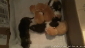 Boba vs booba know the difference it could save your life also the