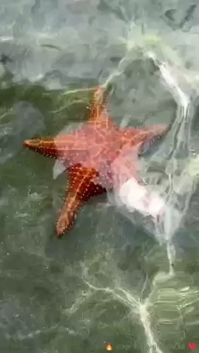 Playa estrella bocas del toro pa third stop of the trip i was amazed part 9 