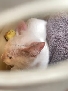 Was selected by wild kitten distribution system took this kitten to