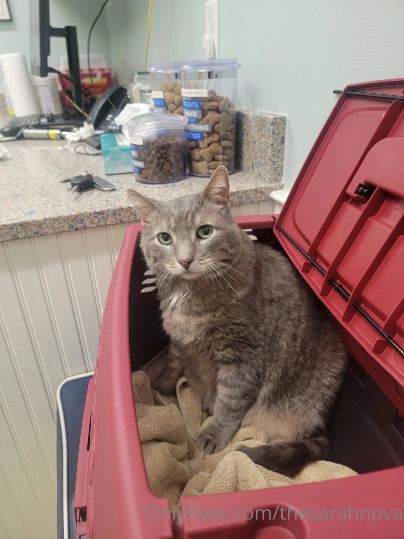 Been some kitty chaos send my boy some love and healthy energy please 