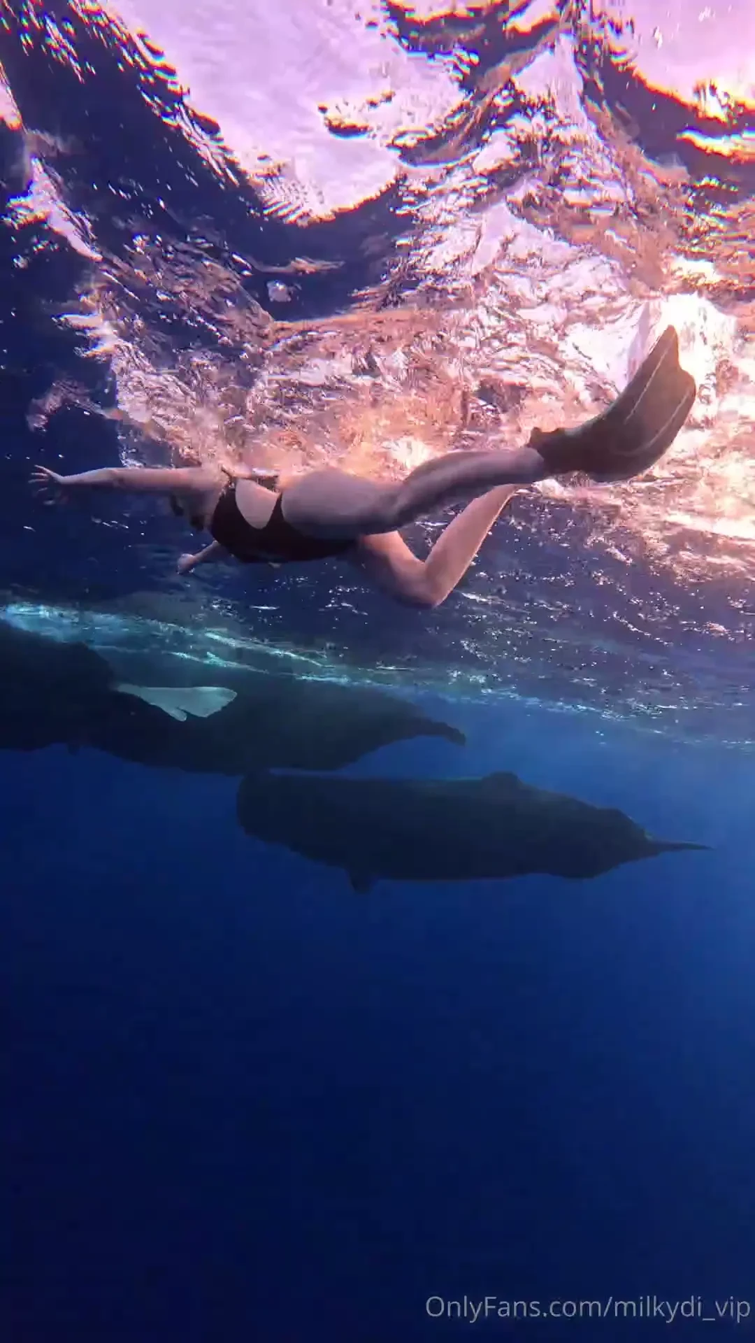 I swam beside giants and somehow in their calm presence i felt small 