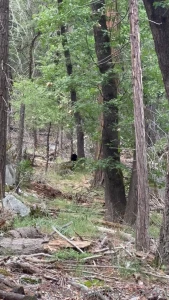 Mirror lake trail- yosemite a beautiful place to connect btw this my part 1