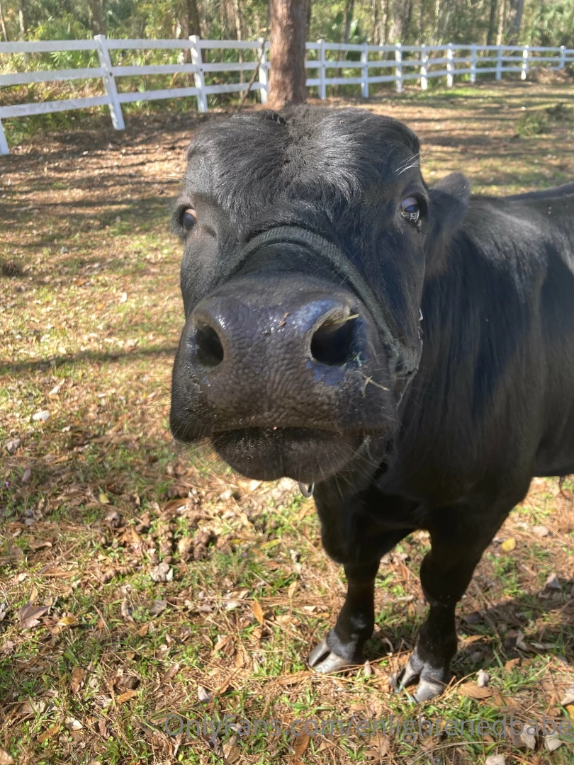 Swipe to see me kiss a cow part 2 