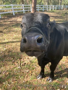 Swipe to see me kiss a cow part 2