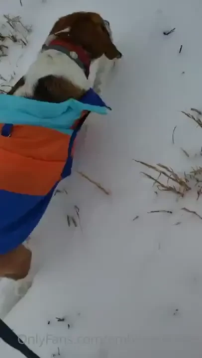 That wholesome beagle content you came for part 2 