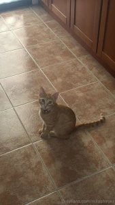 And now for something completely different my cat also go look into