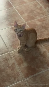 And now for something completely different my cat also go look into part 1