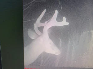 Hell yeaaaaa it s that time folks filling the freezers heavy this year part 1